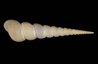 藏品(錐螺)的圖片